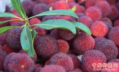 <b>湖南以梅为油点亮盏盏灯 照亮致富路</b>