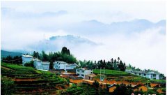 <b>茶叶促扶贫 福建寿宁老区“白茶银仓”带来山村新变</b>