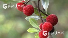 <b>贵州：丹寨老冬村300亩杨梅可采摘了</b>