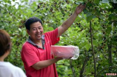 <b>山东茌平：桑葚进入成熟采摘期</b>