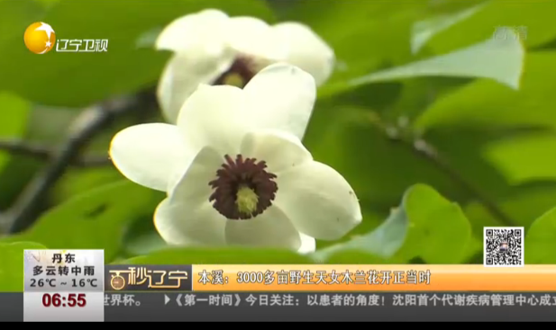 <b>本溪：3000多亩野生天女木兰花开正当时</b>