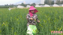 <b>陕西：杏林镇又见黄花菜儿开 扶贫产业旺起来！</b>
