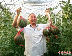 <b>山东郯城：特色“空中吊瓜”好畅销</b>
