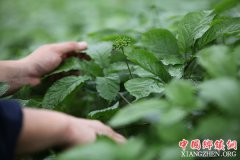 <b>山东文登：西洋参田管忙</b>