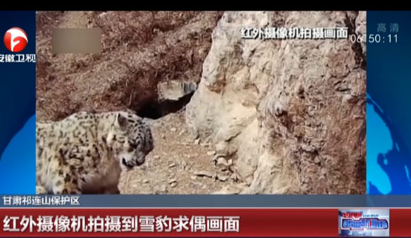 <b>甘肃祁连山保护区：红外摄像机拍摄到雪豹求偶画面</b>