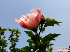 <b>山东郯城：槿花朝开暮落亦争艳</b>