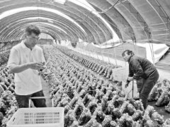 <b>辽宁新宾县菇满乡合作社创新经营管理模式</b>