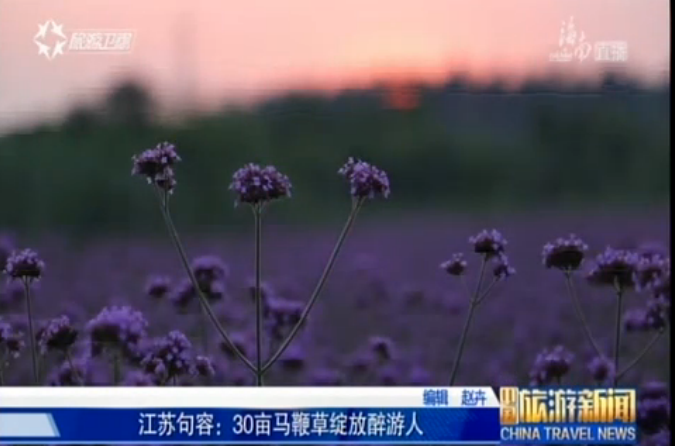 <b>江苏句容：马鞭草夏日绽放醉游人</b>