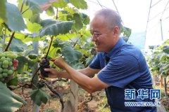 <b>重庆：大渡口石盘村葡萄逐步进入成熟期</b>