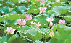 <b>国内游出境游探险游　这个暑期去哪耍？</b>