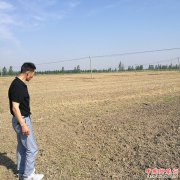 <b>安徽：怀远县兰桥乡六万亩直播稻苗齐苗壮</b>