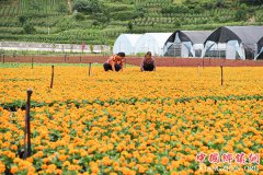 <b>重庆武隆：花卉产业助力脱贫攻坚</b>