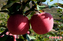 <b>陕西：山地苹果成为农民致富的摇钱树</b>