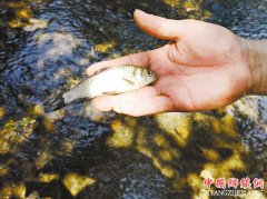 <b>山王溪鱼虾回家记</b>