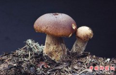 <b>贵州紫云：食用菌种植项目带动农户脱贫致富</b>