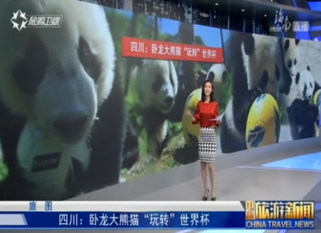 四川：卧龙大熊猫“玩转”世界杯