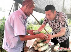 <b>郯城：网红水果“羊角蜜”甜如蜜</b>