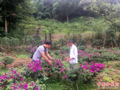 <b>宜宾：“花经济”鼓起群众“钱袋子”</b>