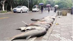 <b>重庆工商大学水库捞出800多斤大鱼</b>