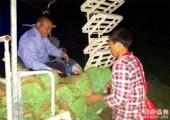 <b>山东郯城：“机保姆”披星戴月忙插秧</b>