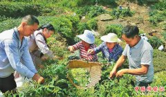 <b>四川省农业厅确定12个重点课题 围绕短板弱项找方法添措施</b>