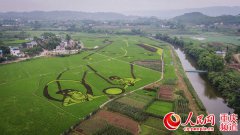 <b>永川3D彩色稻田惊艳亮相</b>