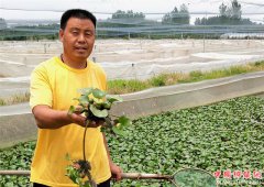 <b>山东郯城：农民运用水生植物巧破养殖“三大难”</b>