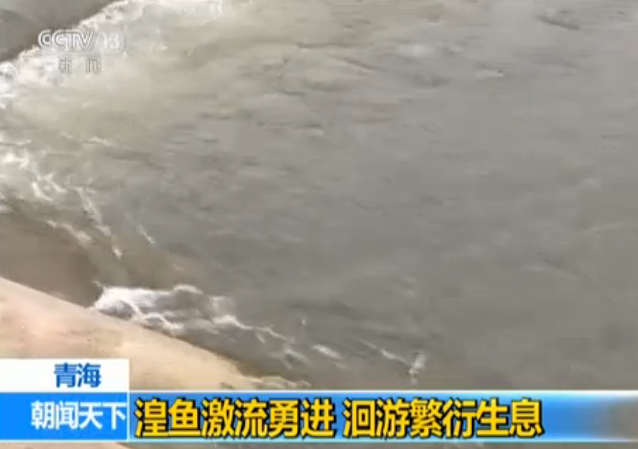 青海：湟鱼激流勇进 洄游繁衍生息