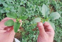 <b>把曼陀罗认作大叶菜吃 河南长垣一家三口全中毒</b>