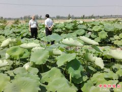 <b>安徽：扶贫莲藕基地花正开</b>