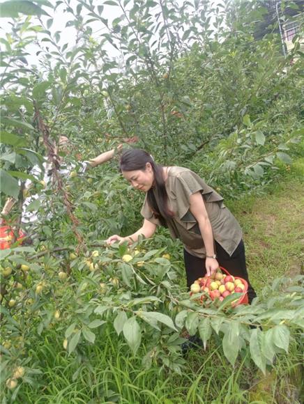 【区县联动】【巴南】巴南：四季瓜果扮靓美丽乡村