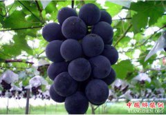 <b>浙江慈溪坎墩早熟葡萄俏销北京 目前1400多亩葡萄完成采收</b>