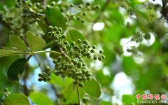 <b>丰都：湛普镇12000亩花椒进入采收期</b>