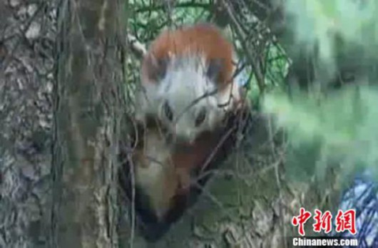 河北省滦平县发现珍稀动物鼯鼠长得“六不像”