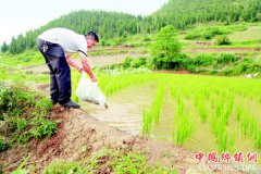 <b>凯里推广生态稻(荷)鱼10万亩</b>