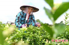 <b>“中国茉莉之乡”茉莉花全面上市</b>