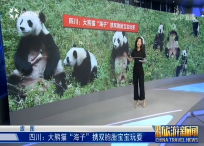 四川：大熊猫“海子”携双胞胎宝宝玩耍