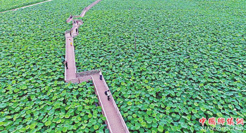 （焦点图，导航成都，移动端）资阳：荷塘万亩碧连天