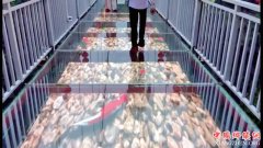 <b>垂直高度98米 绥阳红果树7D玻璃吊桥下月等你踩</b>