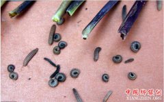 <b>玉米地里这种虫 今年将大爆发 危害极大 河北和山东偏重发生！</b>