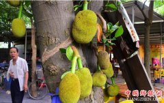 <b>“树菠萝”最重达59公斤 南方人也不一定都吃过 北方现卖18元一斤</b>