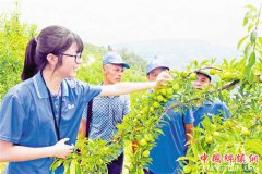 <b>巫山脆李即将开采</b>