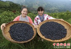 <b>广西融水：蓝莓种植助脱贫</b>