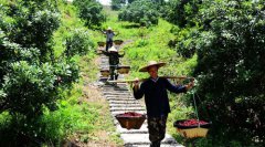 <b>浙江：仙居县喜收杨梅助增收</b>