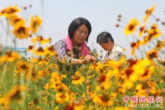 <b>河北邯郸：特色菊花种植铺就脱贫路</b>
