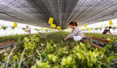 <b>河北：唐山市泉河头镇铁皮石斛花开助增收</b>