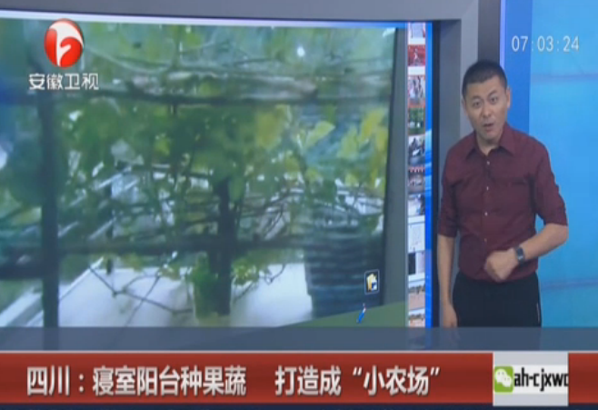 四川：寝室阳台种果蔬 打造成“小农场”