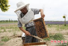 <b>新疆：又到薰衣草蜜甜时</b>