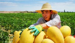 <b>新疆哈密瓜上市</b>