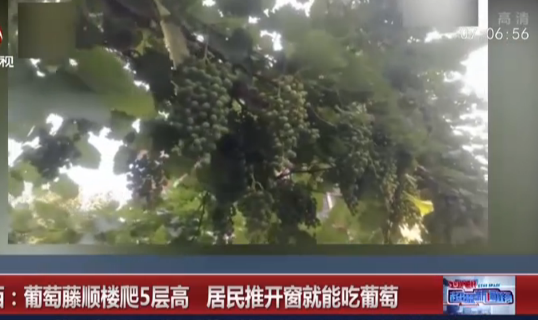 山西：葡萄藤顺楼爬了5层高  居民推开窗就能吃葡萄